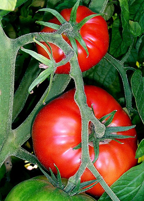 Fruits
